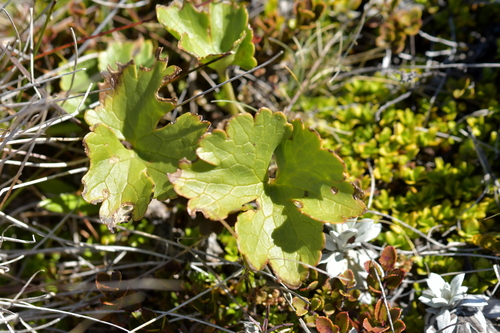 Image of Ranunculus nivicola by (c) Christopher Stephens, some rights reserved (CC BY-SA)