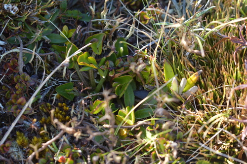 Image of Caltha novae by (c) Christopher Stephens, some rights reserved (CC BY-SA)