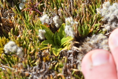 Plantago unibracteata