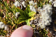Plantago unibracteata