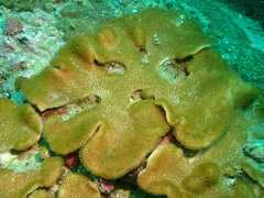 Lobophytum hsiehi