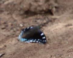Charaxes guderiana guderiana