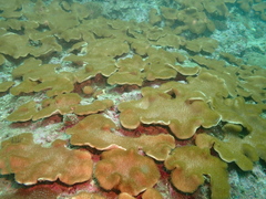 Lobophytum hsiehi