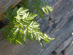 Anthriscus cerefolium