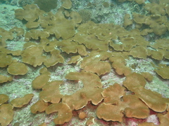 Lobophytum hsiehi