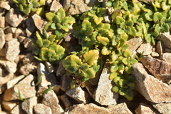 Veronica spathulata