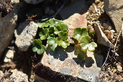 Azorella hydrocotyloides