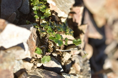 Azorella hydrocotyloides