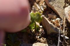 Azorella hydrocotyloides