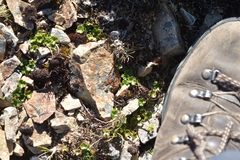 Azorella hydrocotyloides