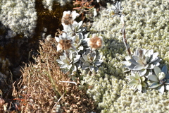 Leucogenes leontopodium