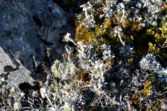 Leucogenes leontopodium