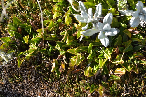 Image of Caltha novae by (c) Christopher Stephens, some rights reserved (CC BY-SA)