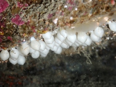 Sepioloidea pacifica