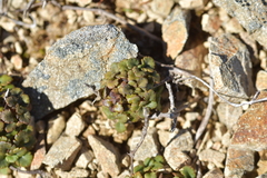 Veronica spathulata
