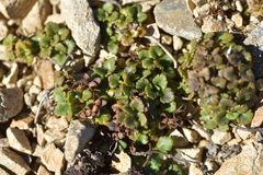 Veronica spathulata