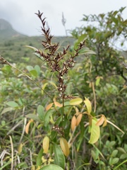 Scleria terrestris
