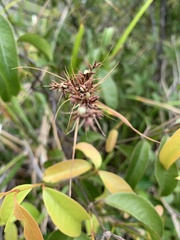 Scleria terrestris