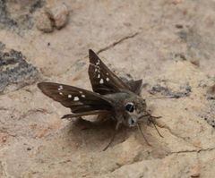 Pelopidas mathias mathias