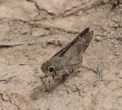 Pelopidas mathias mathias