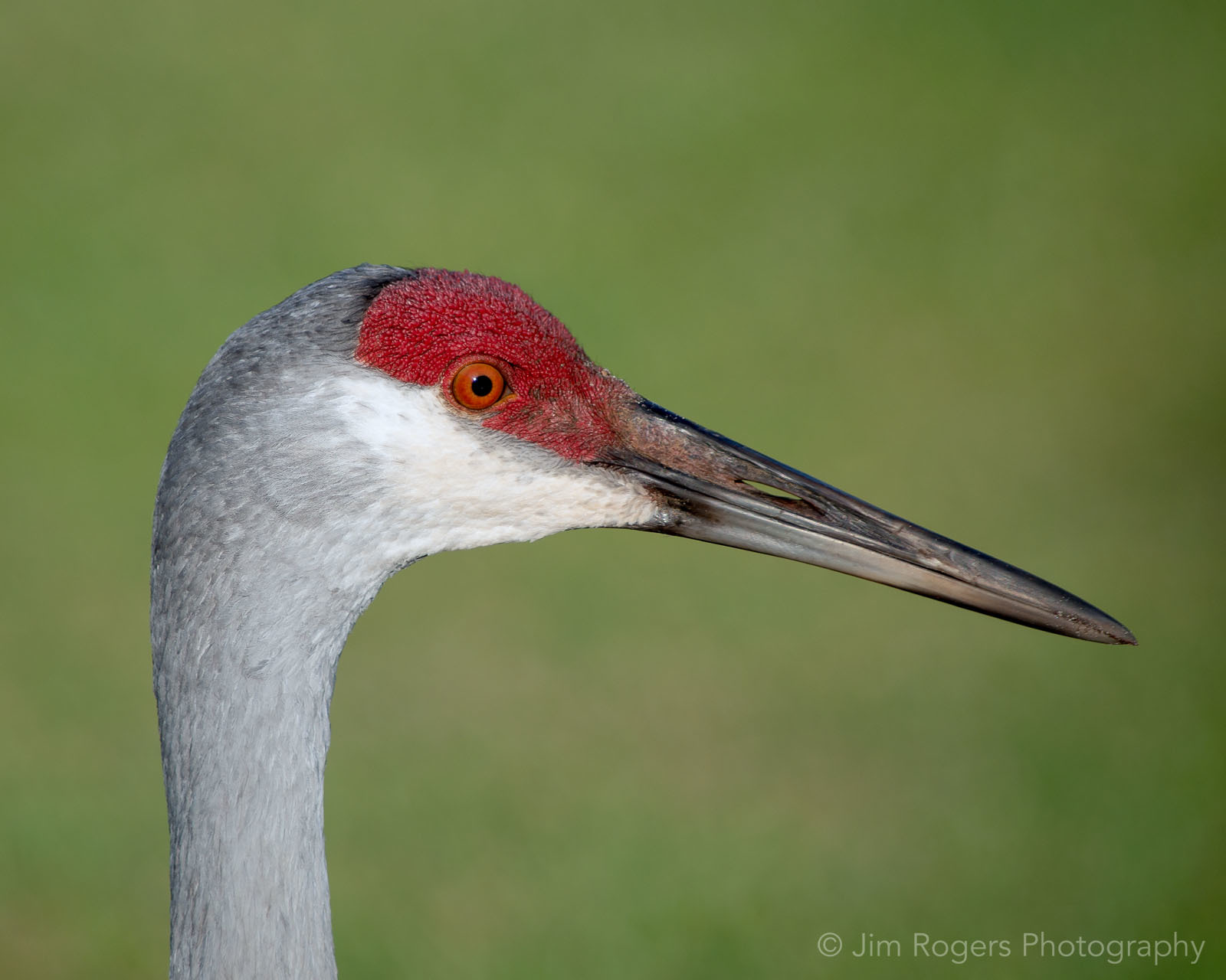 Sandhill Crane