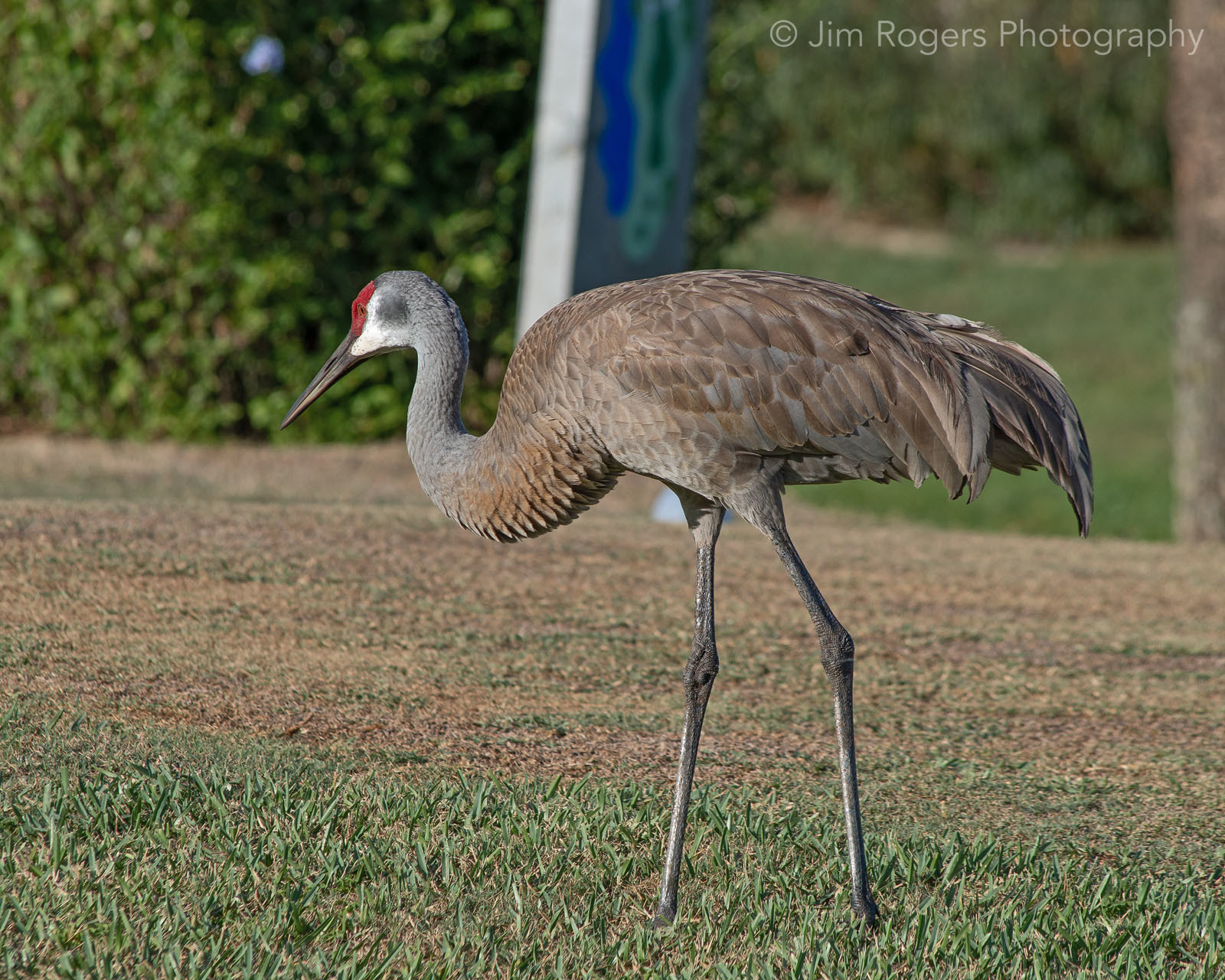 Sandhill Crane