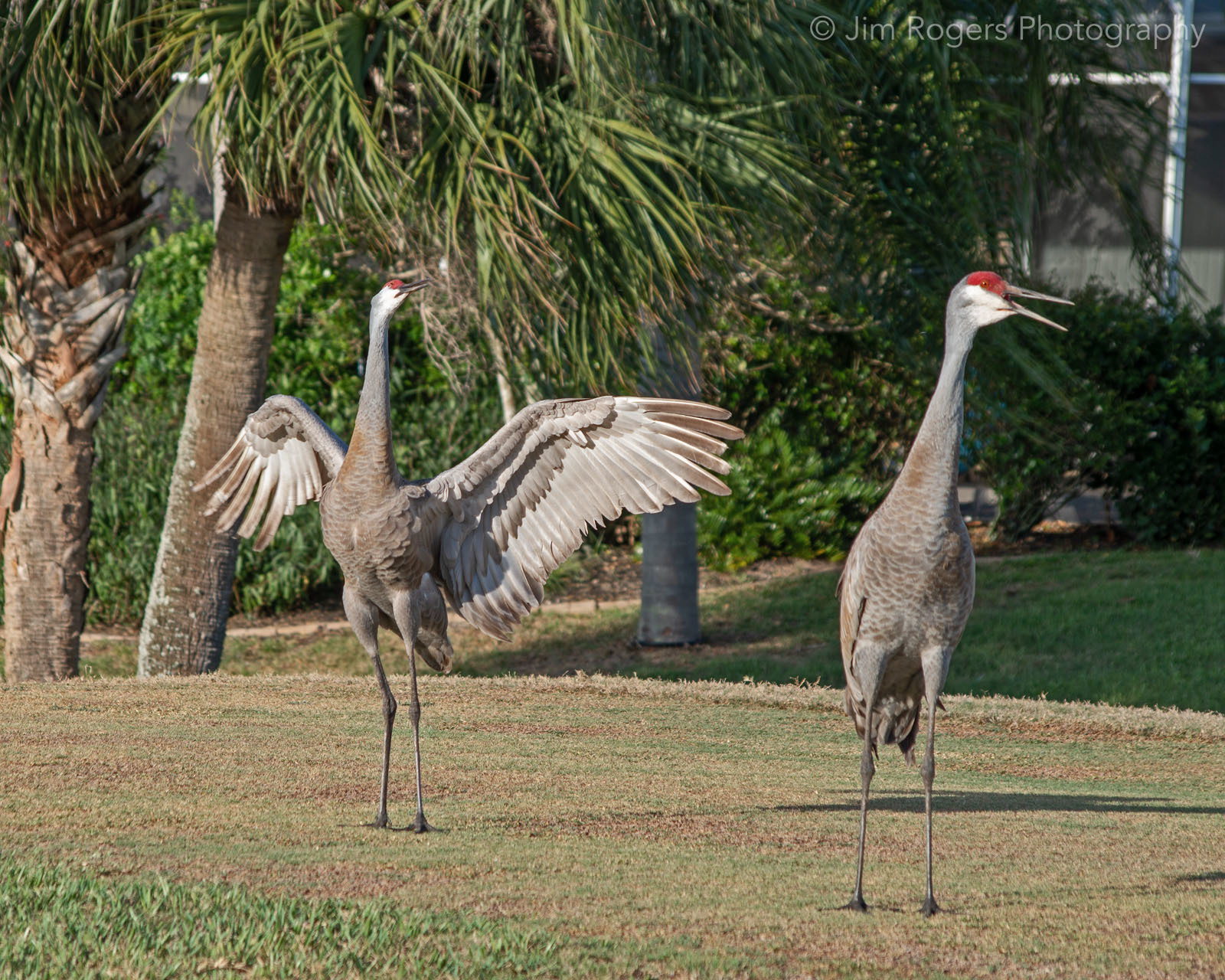 Sandhill Crane