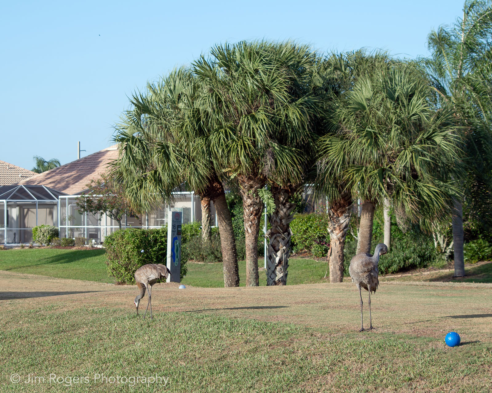Sandhill Crane