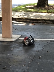 Cairina moschata domestica