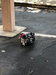 Cairina moschata domestica