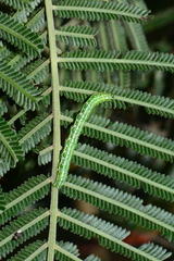 Dissomorphia australiaria