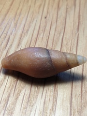 Isara carbonaria