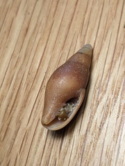 Isara carbonaria