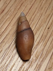 Isara carbonaria