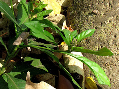 Phlogacanthus pulcherrimus