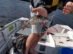 Lethrinus genivittatus