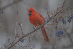 Cardinalis cardinalis