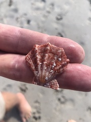 Notochlamys hexactes