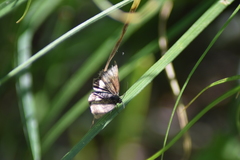 Panemeria