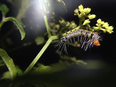 Mimeusemia vilemani