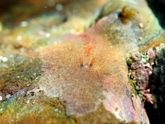 Acotylea