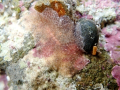 Acotylea