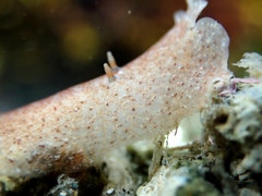 Acotylea