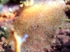 Acotylea