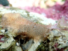 Acotylea