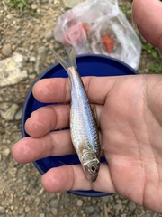 Squalidus wolterstorffi