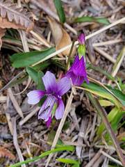 Viola mandshurica