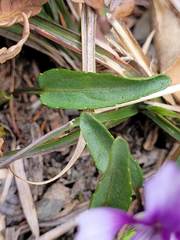 Viola mandshurica
