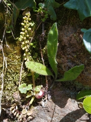 Pericartiellus durieui