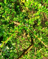 Cotoneaster hjelmqvistii